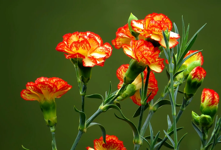 康乃馨毒性 康乃馨毒性