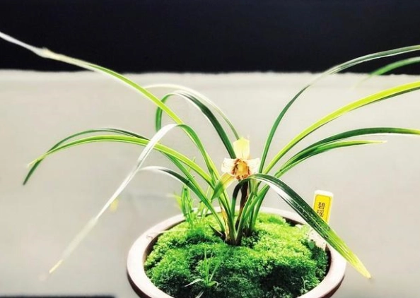 玉蘭花養護 玉蘭花養護