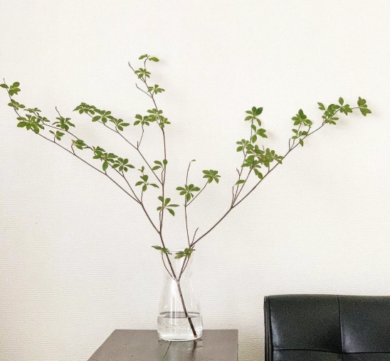 日本吊鐘樹病蟲害 日本吊鐘樹病蟲害