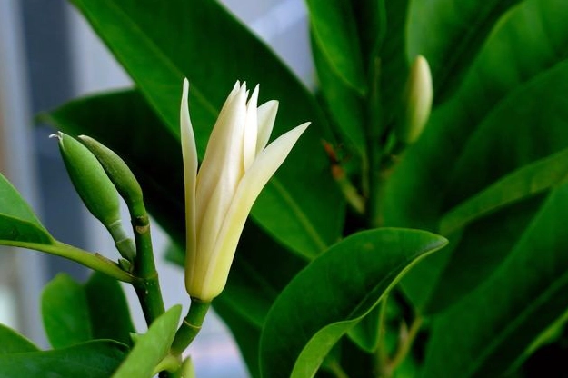 白蘭花栽培 白蘭花栽培