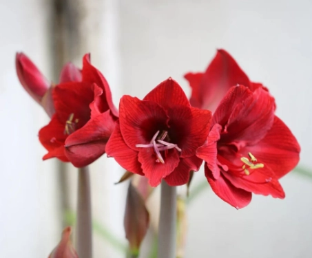 孤挺花開花時間 孤挺花開花時間
