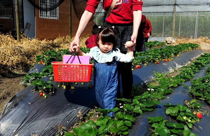 新竹採草莓