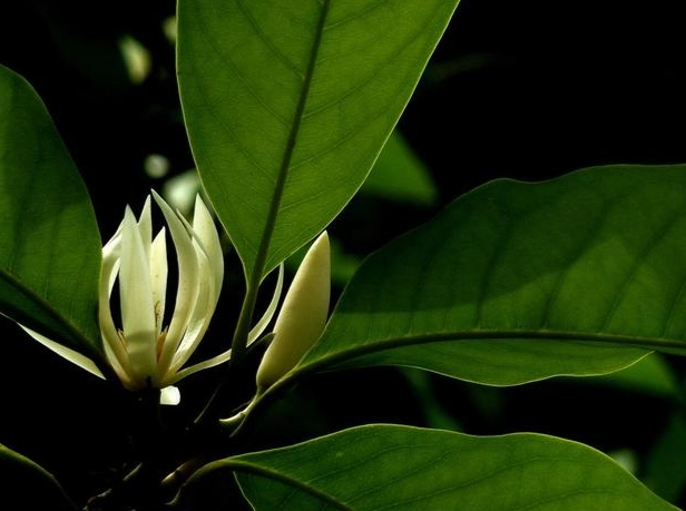 白蘭花種植 白蘭花種植