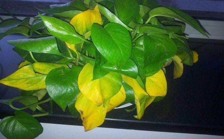 盆栽養護 盆栽養護