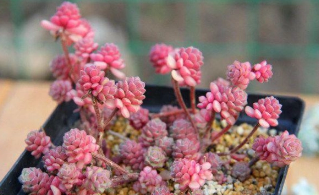 多肉植物養護 多肉植物養護