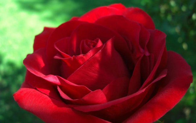 代表永恆愛的花