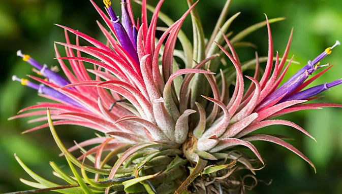 空氣草淨化空氣