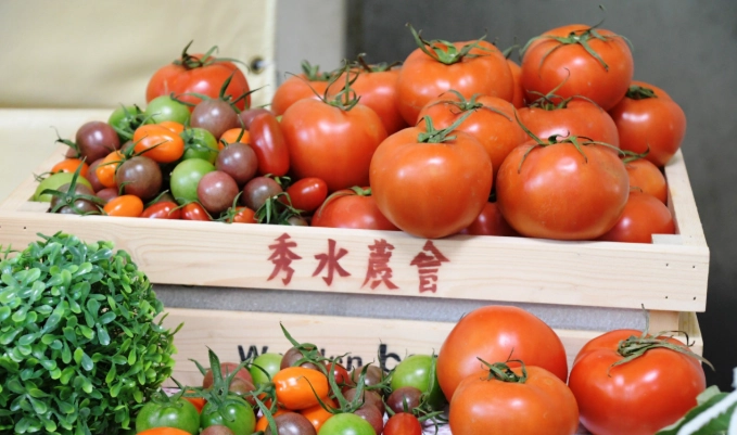 小番茄種植技巧