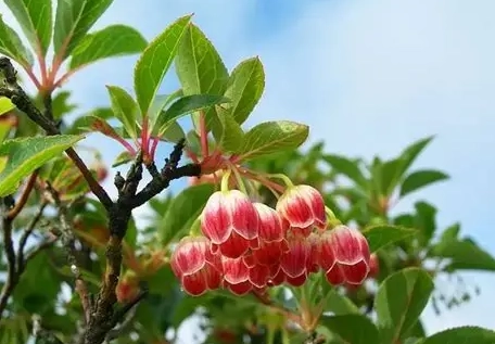 吊鐘樹種植方法 吊鐘樹種植方法