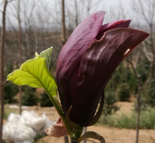 玉蘭花葉片變黑