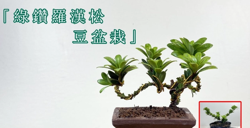 小盆栽造型技巧 小盆栽造型技巧