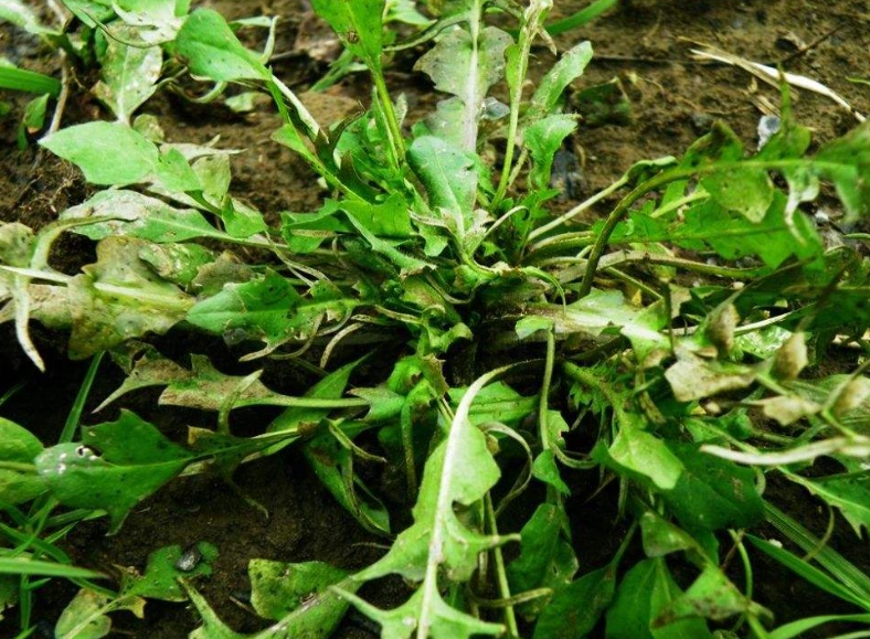 黃葉蔬菜安全 黃葉蔬菜安全