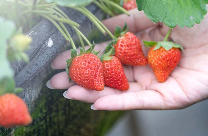 新竹採草莓