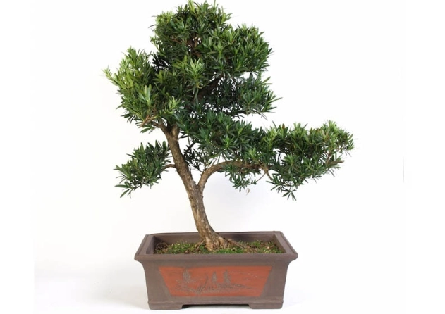 羅漢松盆栽養護 羅漢松盆栽養護