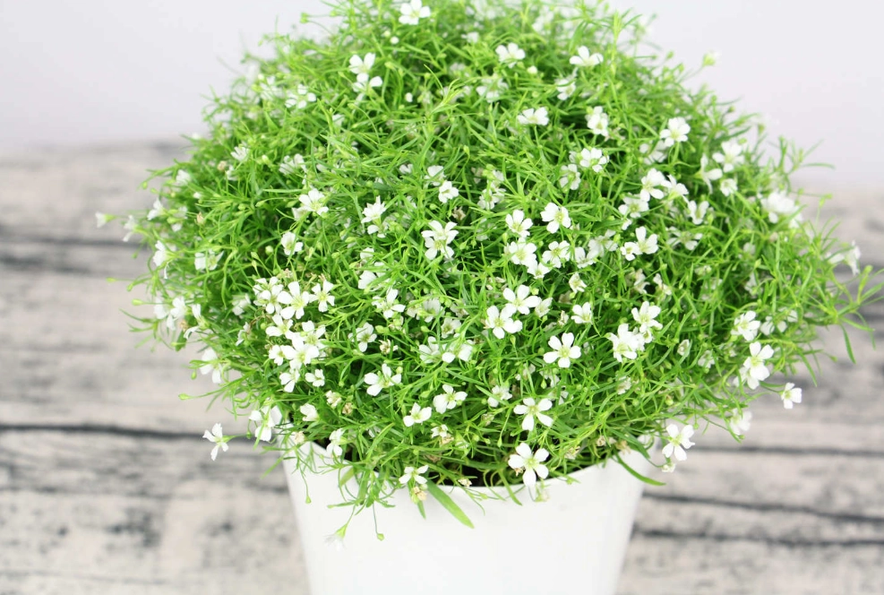 滿天星對貓有毒