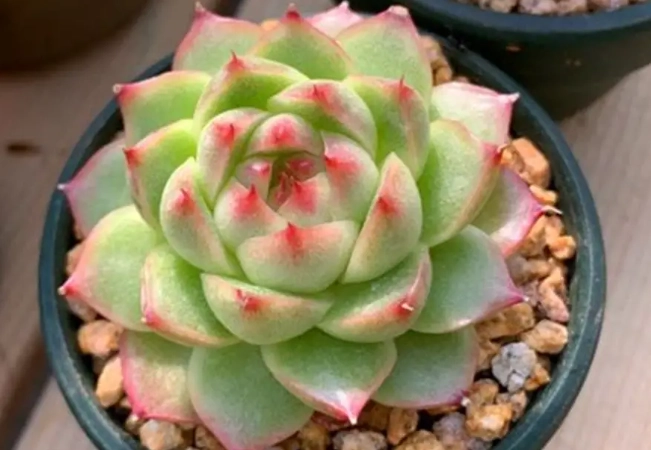 多肉植物養護 多肉植物養護