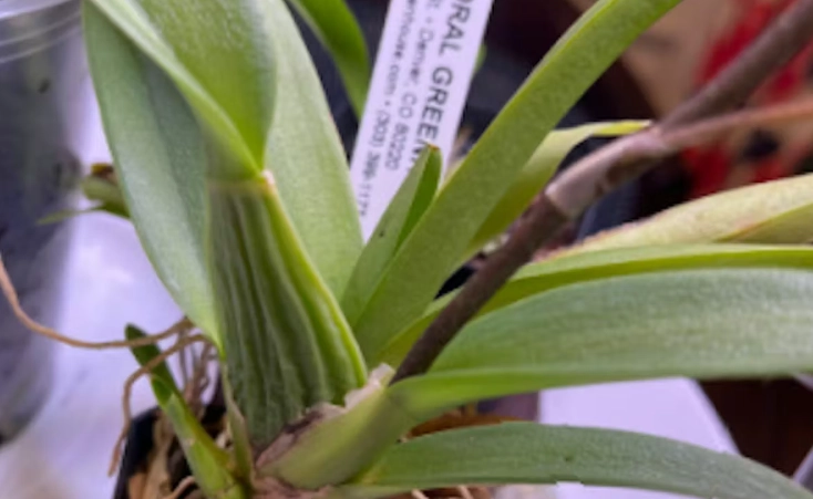 蘭花分株時機 蘭花分株時機