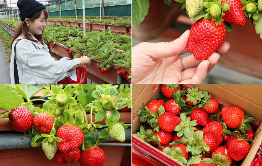 新竹採草莓 新竹採草莓