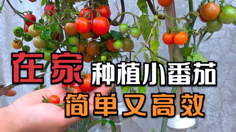 陽台種小番茄