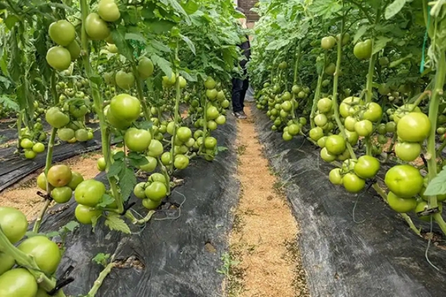 小番茄肥料選擇 小番茄肥料選擇