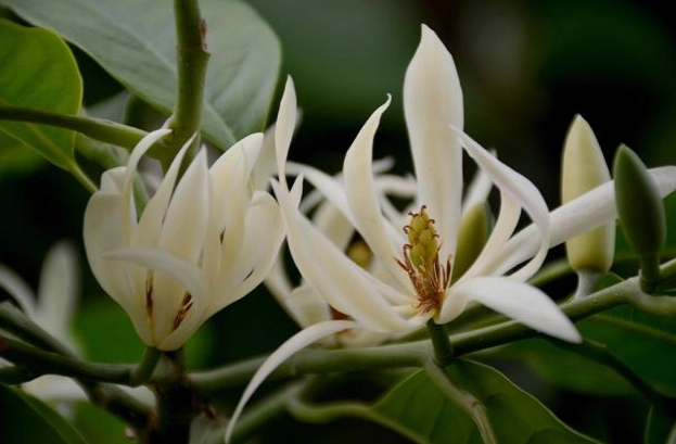 白蘭花栽培 白蘭花栽培