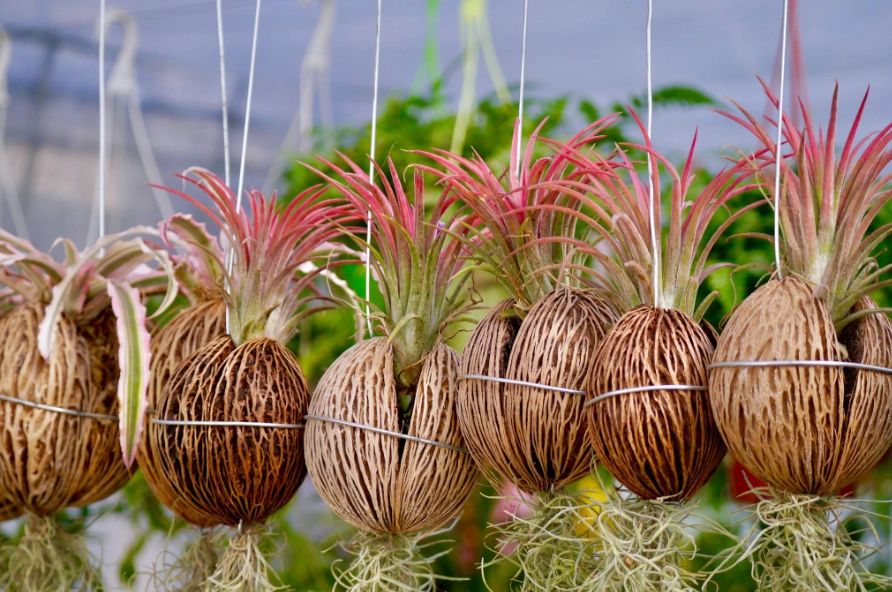 空氣草好處 空氣草好處