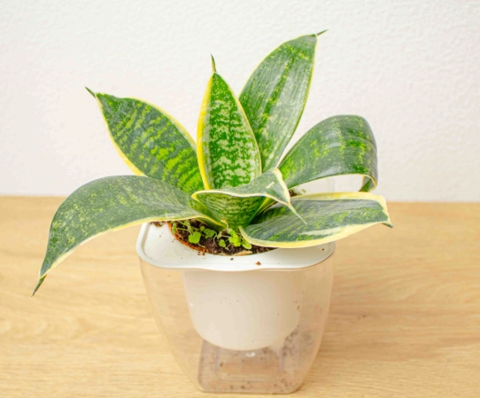 虎尾蘭澆水注意事項 虎尾蘭澆水注意事項