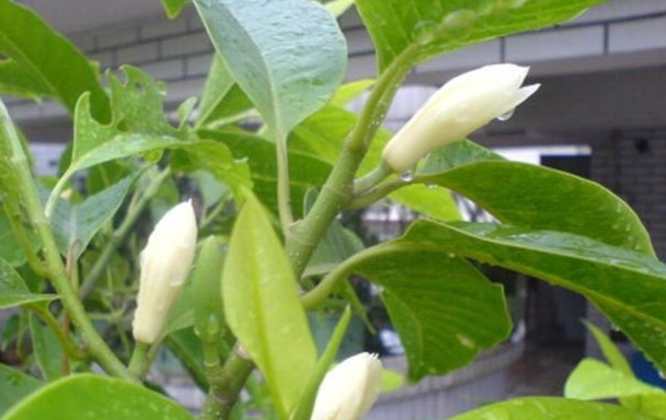 白蘭花種植 白蘭花種植