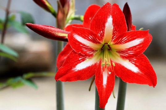 孤挺花養護 孤挺花養護