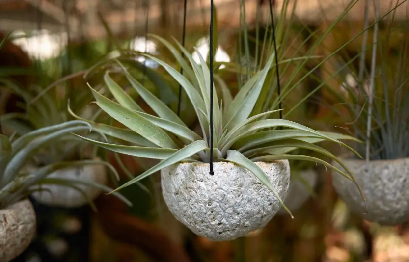 空气草购买指南