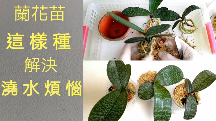 蘭花養護技巧