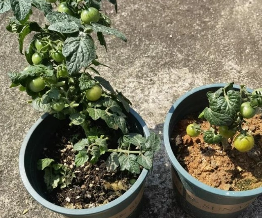 小番茄施肥時機 小番茄施肥時機