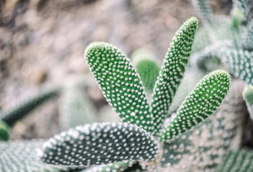 仙人掌陽光不足症狀