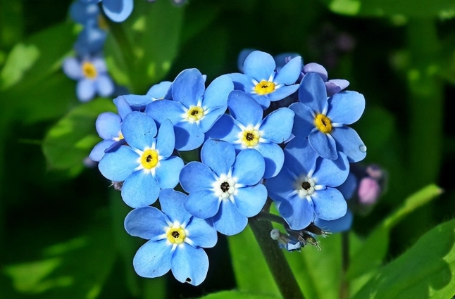 代表永恆愛的花