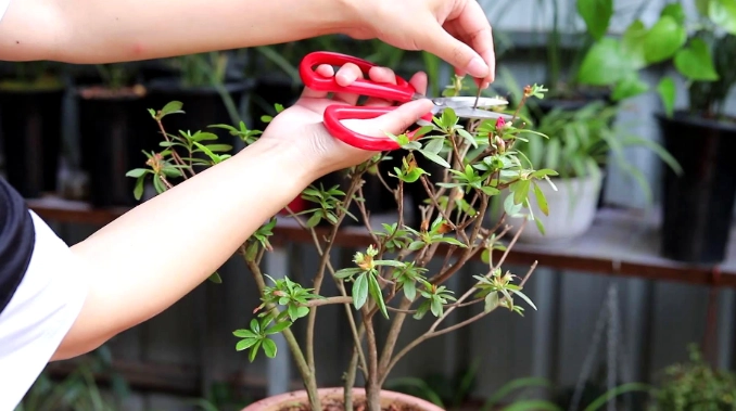 吊鐘花修剪方法