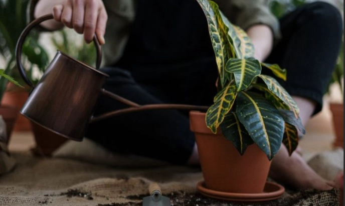 室內盆栽種植 室內盆栽種植