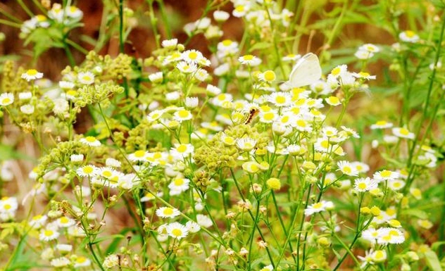 告別花語 告別花語