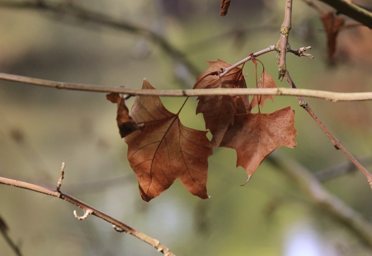 葉子枯黃 葉子枯黃