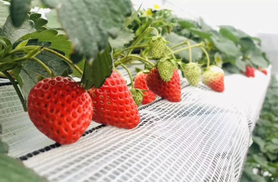 雲林草莓農場 雲林草莓農場