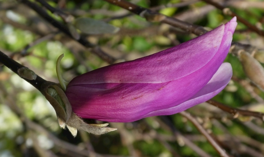 玉蘭花葉子用法 玉蘭花葉子用法