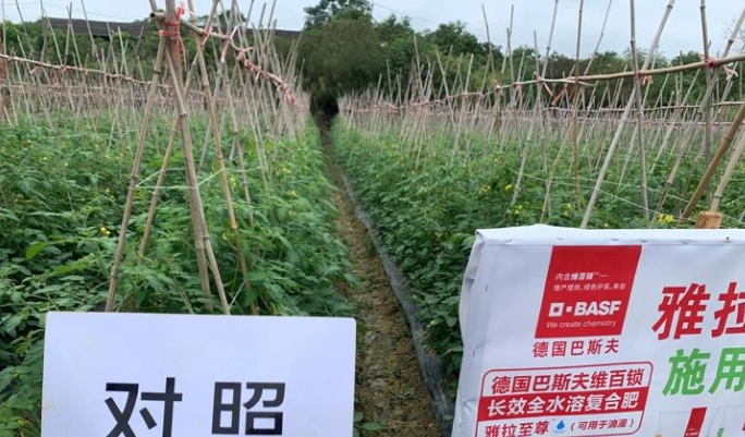 小番茄肥料選擇 小番茄肥料選擇