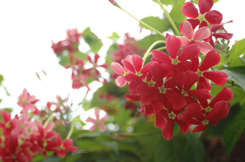 特有植物種類 特有植物種類