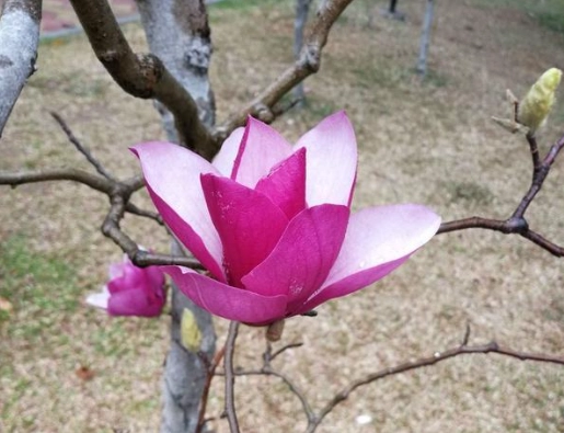 台灣玉蘭花景點 台灣玉蘭花景點