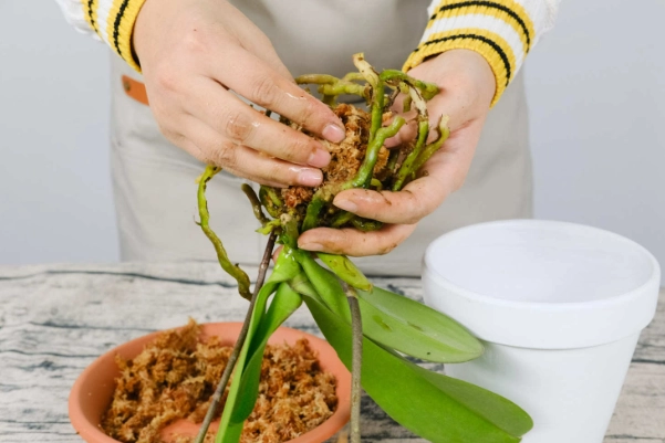 植物換盆技巧 植物換盆技巧