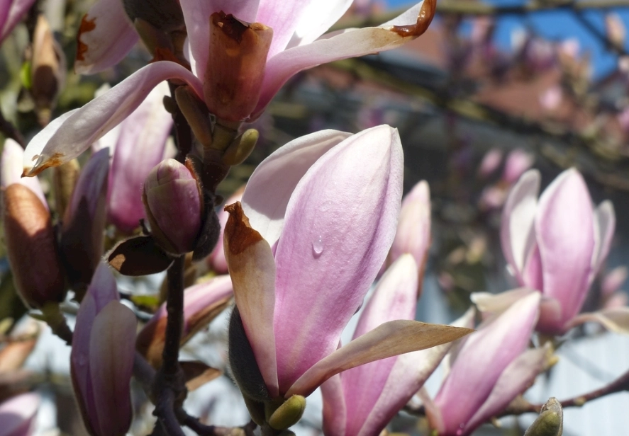 玉蘭花葉子禁忌 玉蘭花葉子禁忌