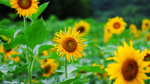 勇氣之花種類 勇氣之花種類