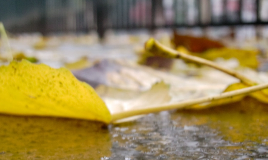 植物叶子枯萎处理 植物叶子枯萎处理
