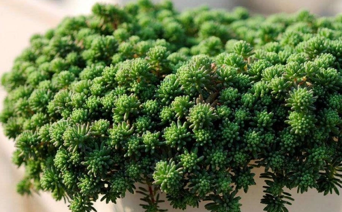 景天科多肉植物 景天科多肉植物