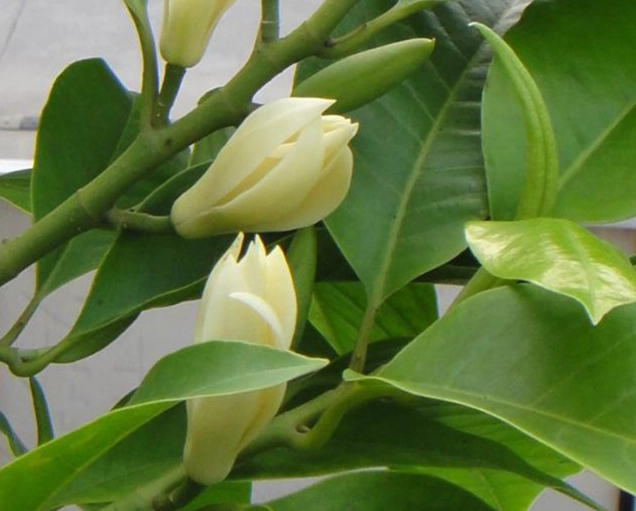 白蘭花養護 白蘭花養護