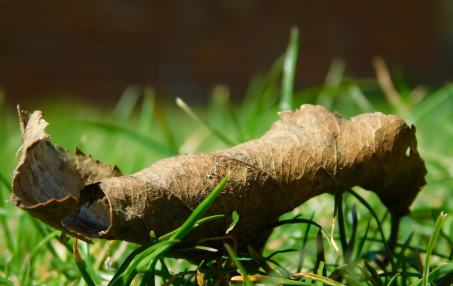 叶子枯萎原因 叶子枯萎原因